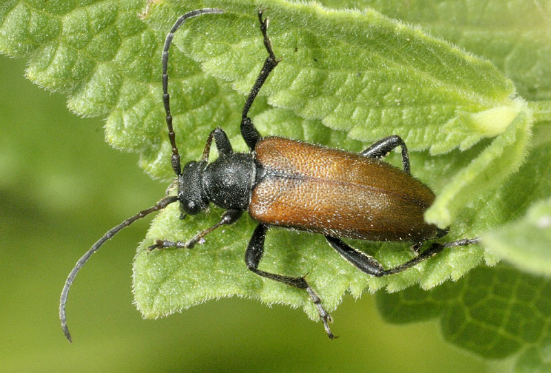 Cerambycidae: Cortodera cfr. differens